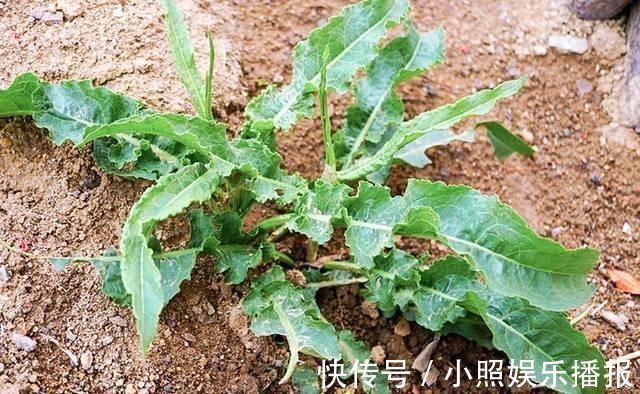 叶子|此物俗称“牛舌菜”，根价值不输人参，河边就有，遇见带走
