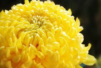 喜欢菊花，不如养盆优良名菊“黄鹤楼”，似金玉起楼，绚丽典雅！