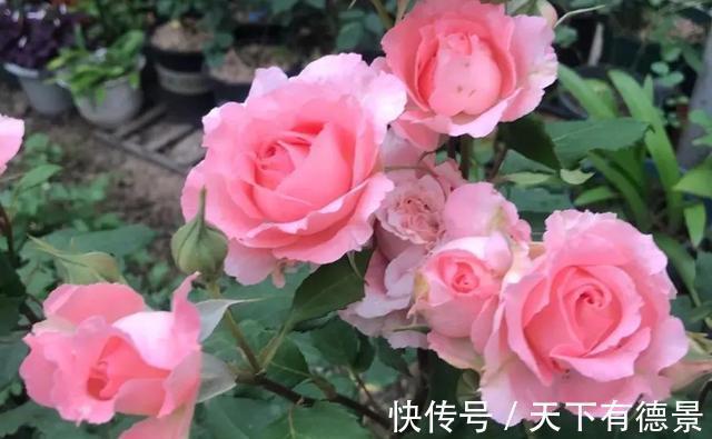 阳台上|养月季多年,筛选出8种灌木月季,适合阳台栽培,开花能力好