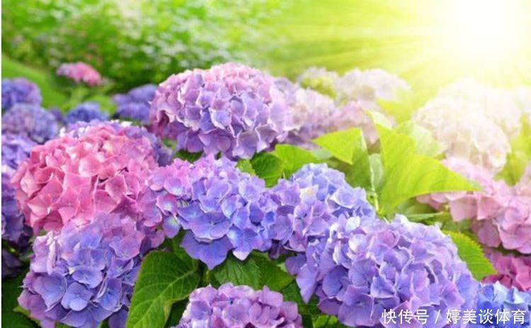 耐旱|4种花养家里,耐旱又耐晒,花开就爆盆,漂亮又好养!