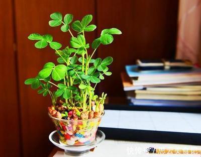 发芽“花生”扔水里，几天长成“含羞草”，越养越有惊喜