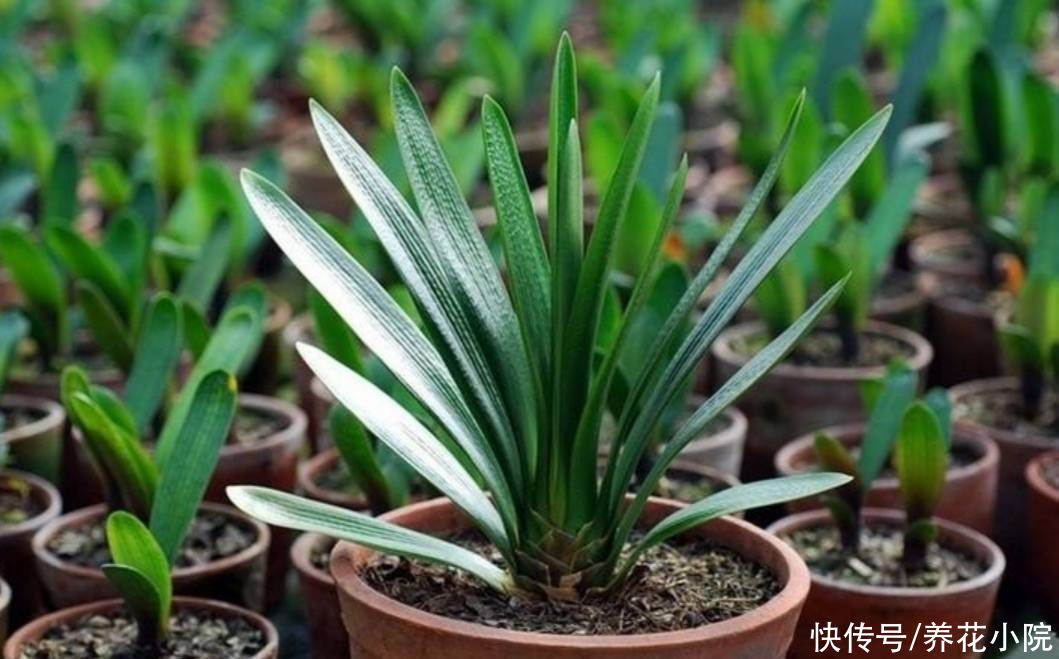 君子兰|秋天养君子兰，用上2种肥，植株长得旺，利于抽箭开花