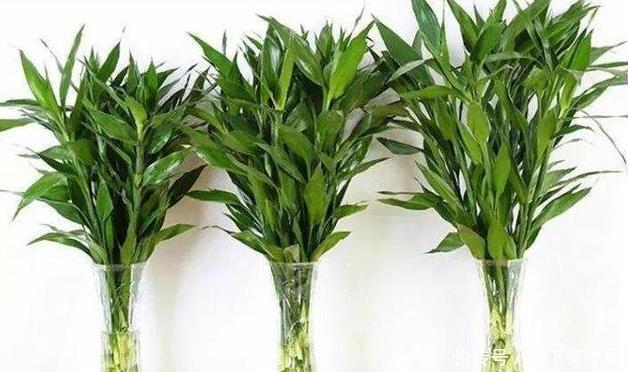 富贵竹|水养富贵竹5个小技巧,叶子油绿有光泽,再也不怕黄叶了
