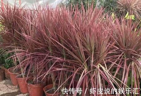 冬季阳台首选3种花，叶子漂亮，大气上档次，养过的人都说好