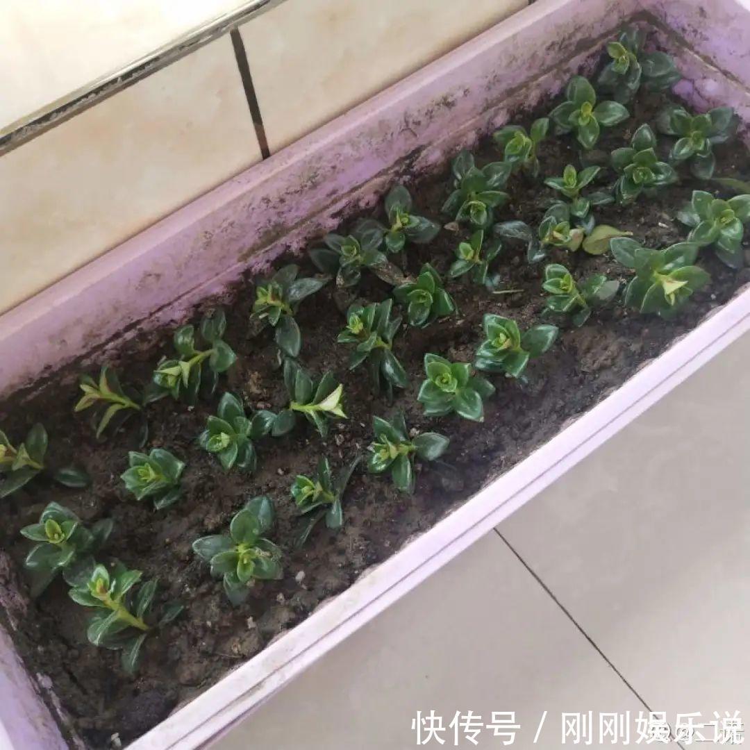 抗病、不招虫的天竺葵,屋里养一盆,开花一茬接一茬