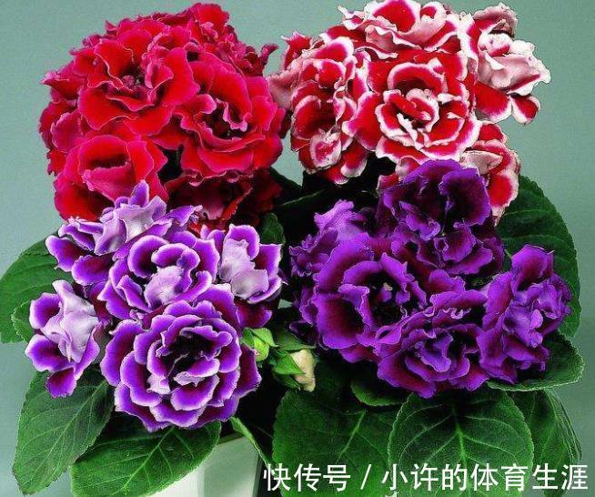 专为北阳台而生的6种花，耐阴又好养，随便养几盆打造成小花园