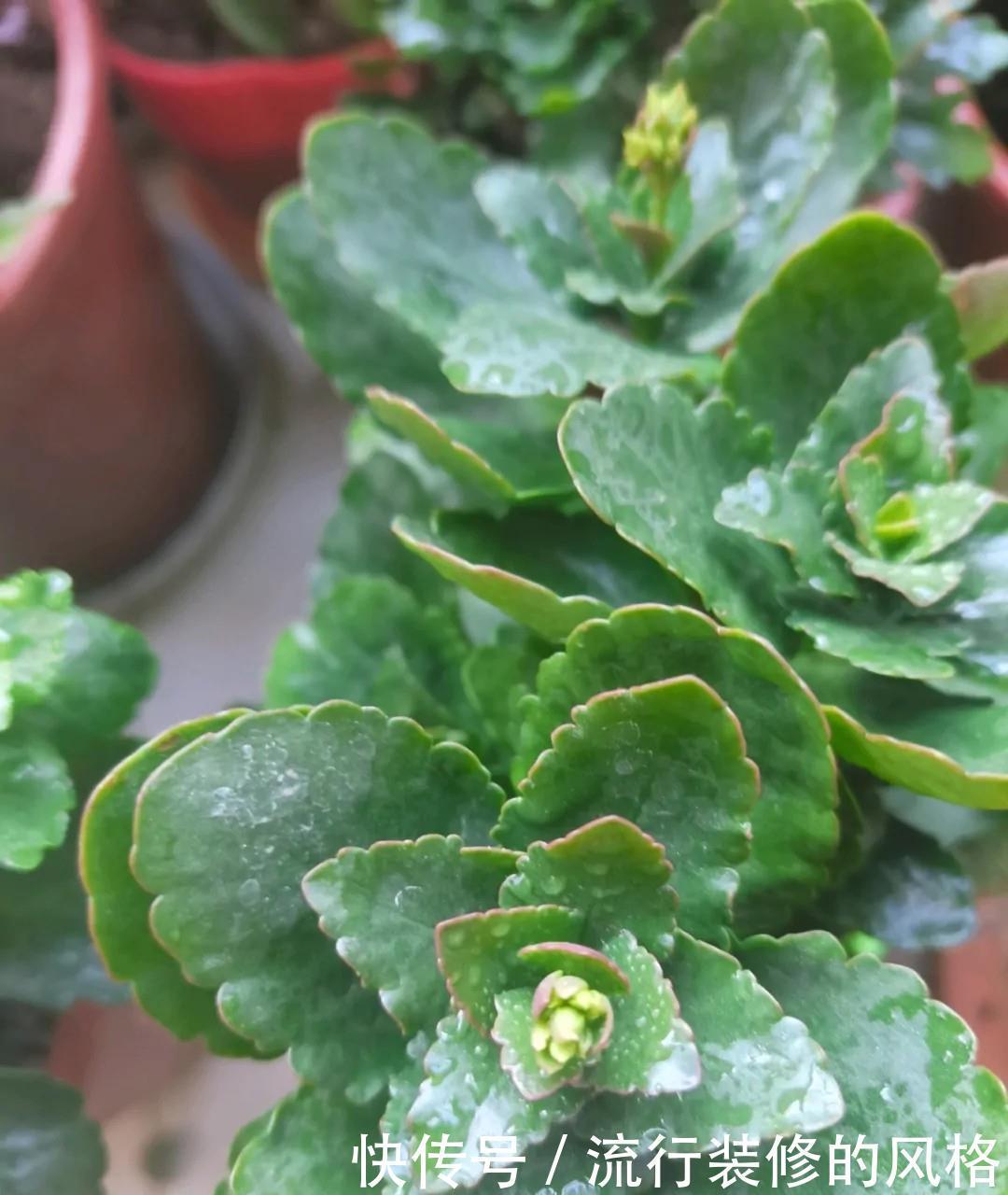 长寿花“装菜”不打花苞?注意这“三点”,花苞呼呼冒花儿满枝头