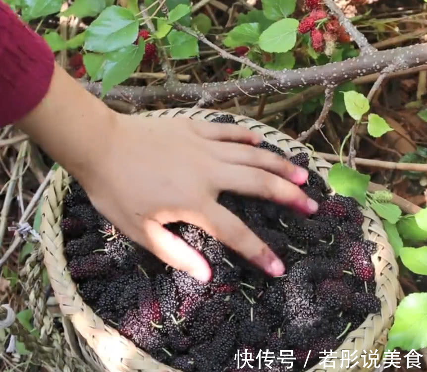 泡酒|深山树上挂满了黑色果实，曾是皇帝御用补品，用来泡酒滋补又美容