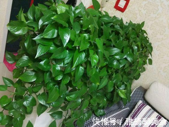 花生壳|无论养什么花,加3种“东西”,啥花都疯长,根粗叶绿,开花多