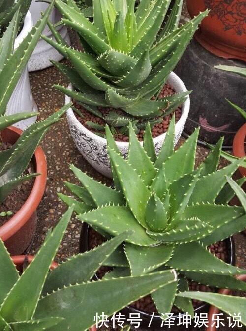 爆盆|芦荟长爆盆了怎么办简单1个技巧，一盆养出20盆，侧芽多成老桩