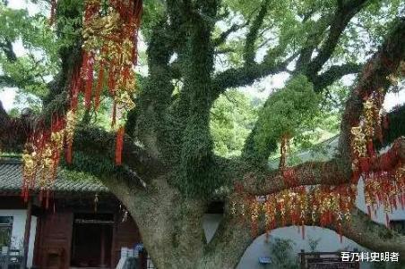 诸多外国游客远赴千里来中国,只为了看这一棵树,现仅存一株