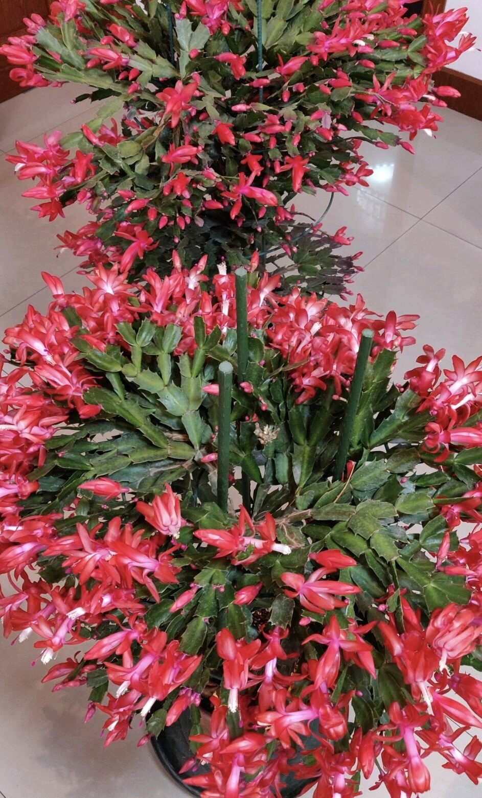 她的蟹爪兰“养成”大花球,一盆开花上百朵,秘诀有3个