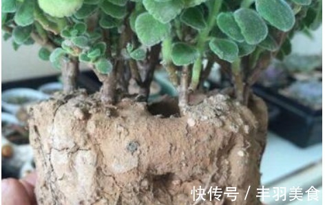 “2种料”兑水浇花,再硬的土,30天都变“松散”,太实用了