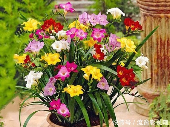 花香|比”香水“还香的4种花,没有香水那般浓郁,散发出一种“清香”