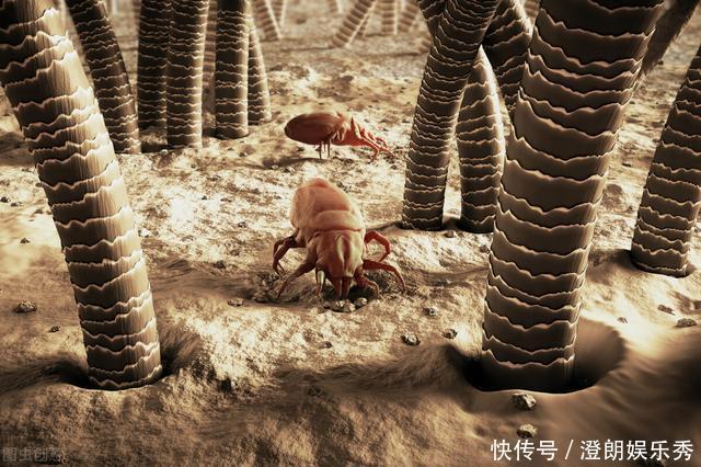 除螨|你可能已被“寄生虫”包围,有的在你脸上打洞,还有的住在毛囊里