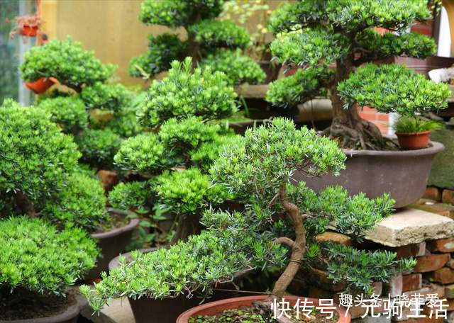 中国传统文化|阳台再小,也能养3种树,小盆就能养,个个都是“传家宝”