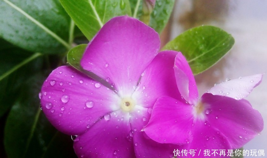 种花|适合懒人养的3种花,怎么养都养不死,开花漂亮花量大,容易爆盆