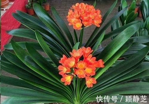 冬天养君子兰,掌握3个要点,顺利开花,叶片挺拔如折扇!