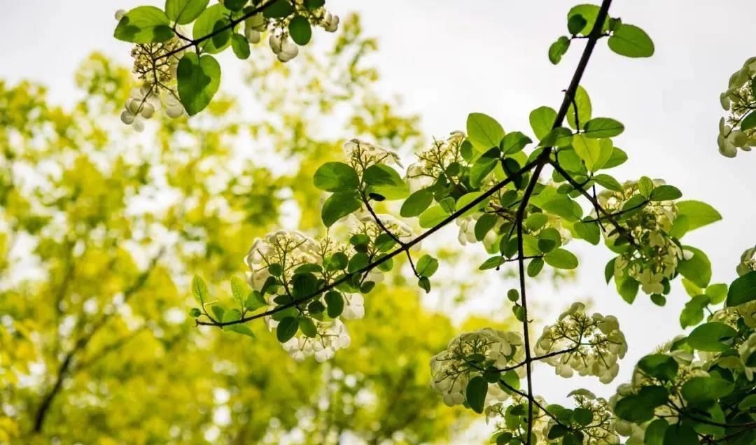 绿地|此花开尽，春已规圆，到陆家嘴中心绿地邂逅一场琼花盛宴，随手一拍就是大片