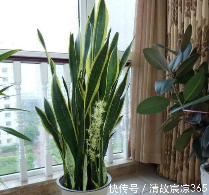 营养物质|养虎皮兰,往盆埋“1块它”,不施肥,小芽直接撑破盆,疯长不停