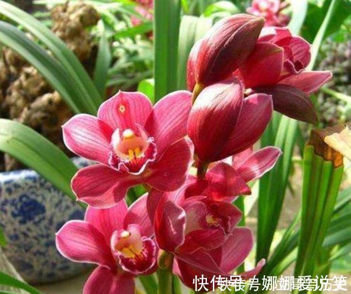 金边瑞香金边瑞香|家里就养4种花,沾土就活,开花多花期长,对待新手很友好