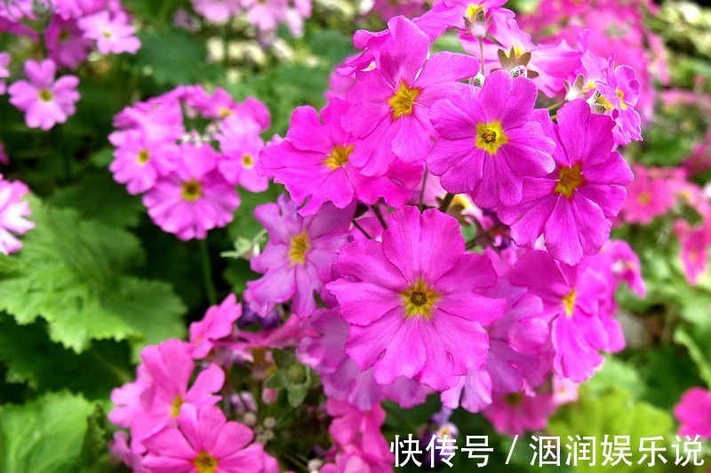 樱花草|此花是恋人之间的羁绊，有着此生唯一的寓意，是幸运之花