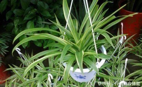 吊兰|卫生间放了4盆花,味道立马不一样,除异味空气清新,叶绿油亮!