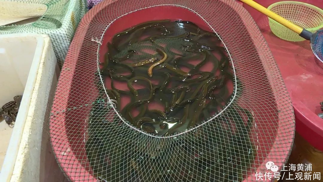 马大嫂|小暑时节补点啥？黄鳝赛人参，羊肉来滋补
