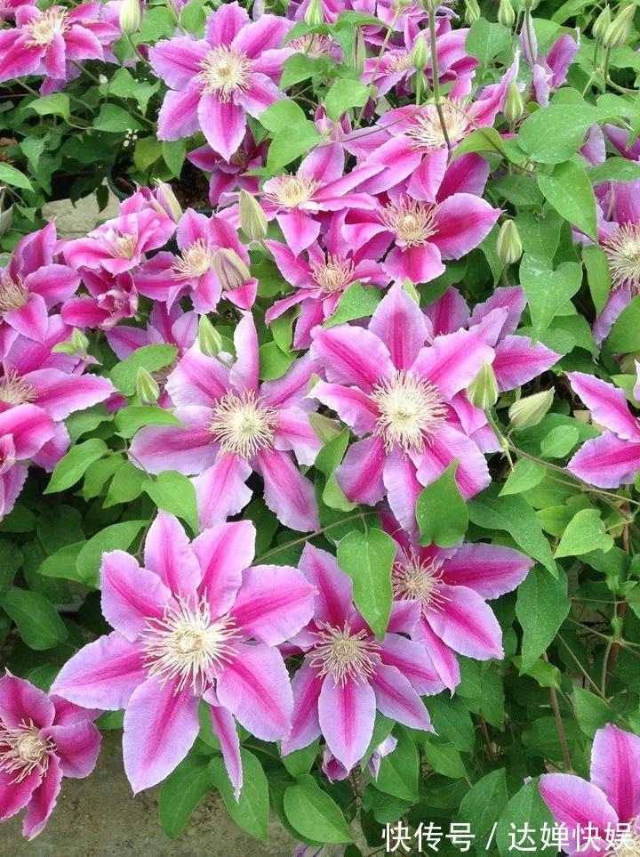 20种花,春天打开小机关,开花提早半个月!