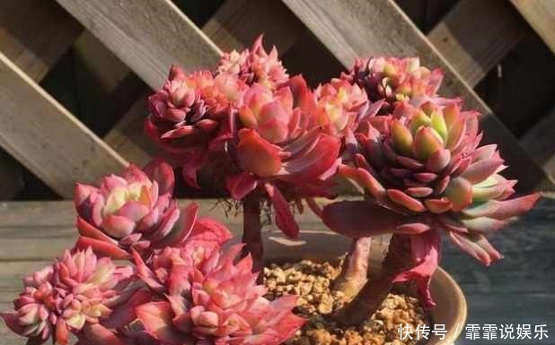 养成|2个步骤,1年内把多肉养成老桩