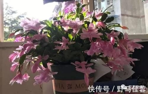 蟹爪兰|两种“促花水”，给三角梅、蟹爪兰用一勺，开花爆盆，又美又仙