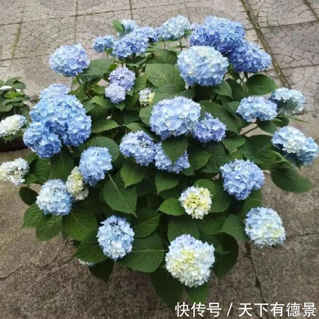 花友|夏天室内光不好，就养2种耐荫花，皮实好养开花多