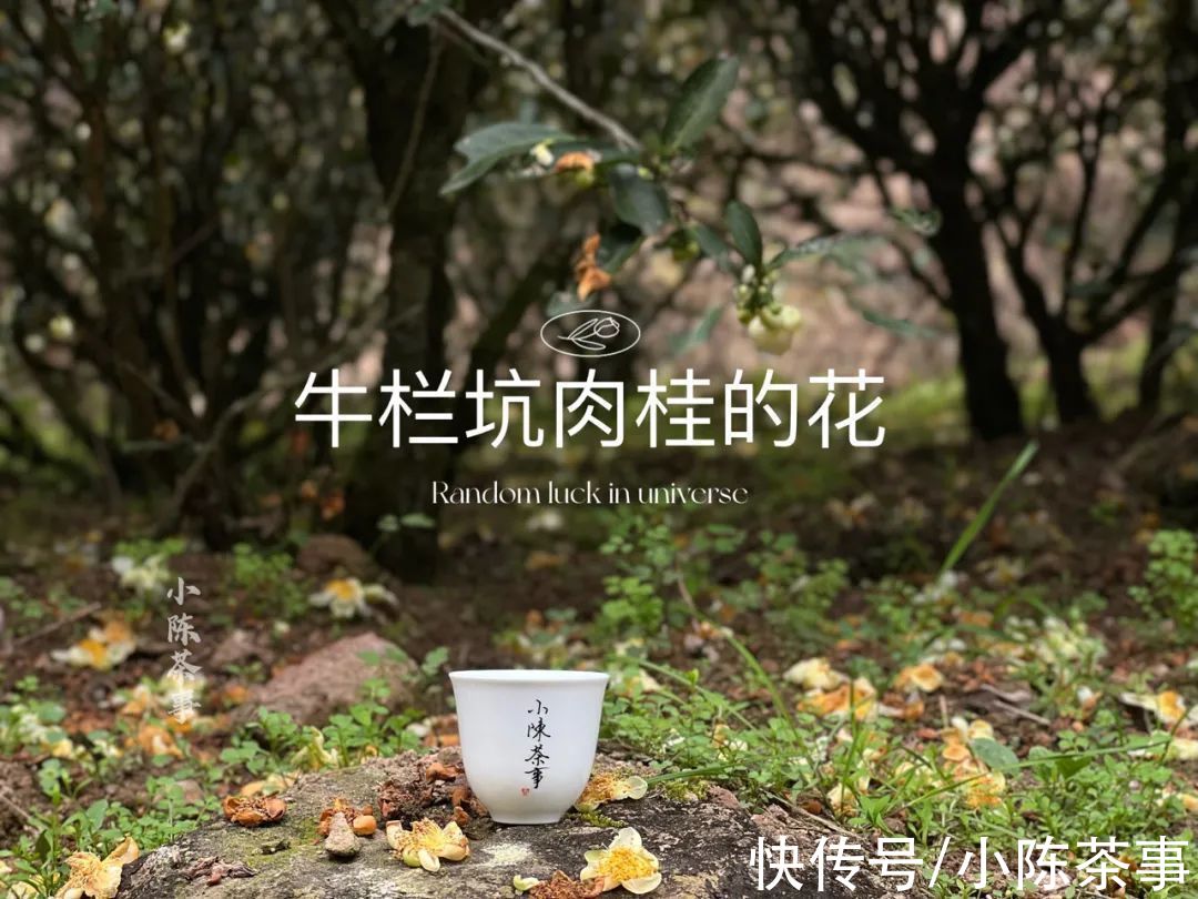 茶地！一个卖茶的掌柜，要拥有一片白茶、岩茶、红茶的茶山，很容易吗？