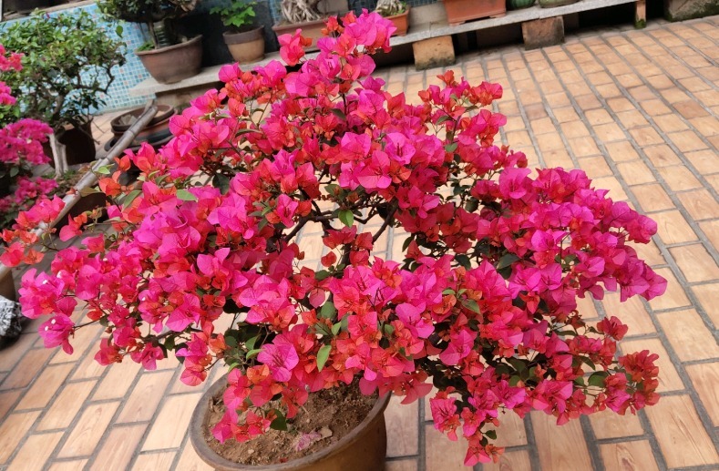 小叶紫|三角梅开过一次就不再开花适当对它“狠一点”,才能快速冒花苞