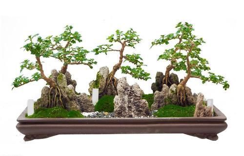 施肥|盆景都是这样被玩死的，避开日常养护中的误区，养好盆景也不难