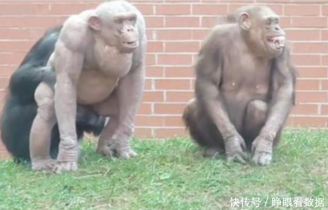 的猩猩,全身没有毛发,游客都不好意思看