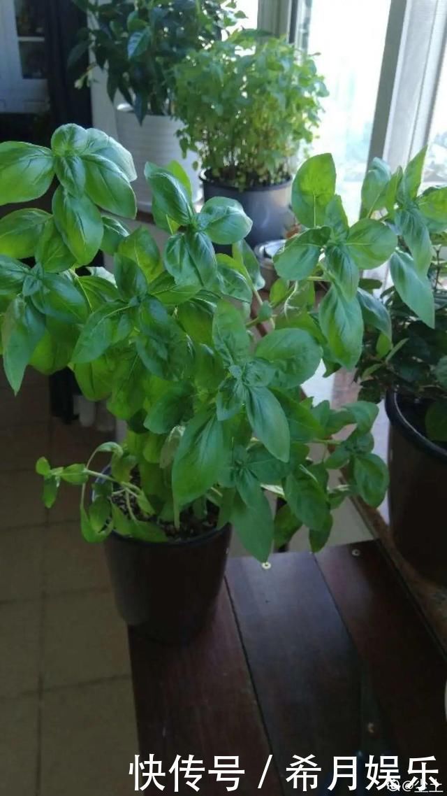 自带香味还能泡水喝的6种花,阳台养一盆,堪比小药箱