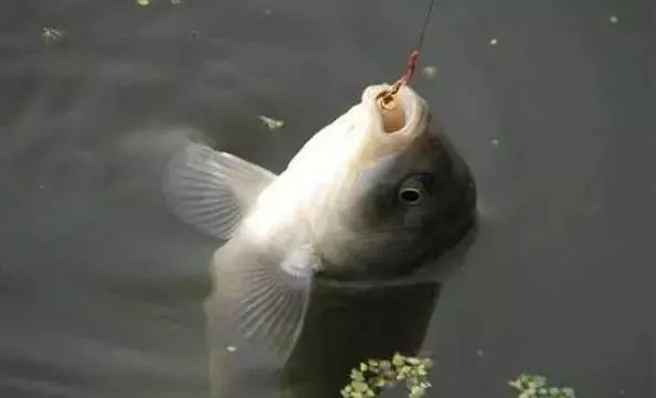 秋冬钓鲫鱼这6个野路子,说不定派上用场,大板鲫饿着肚子等你