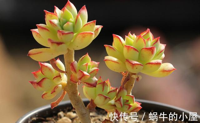 花盆|5种多肉适合养成精致的直立桩,搭配漂亮的花盆,像艺术品一样