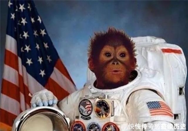 飞船 59年前,被美国送上太空的黑猩猩“宇航员”,最后结局如何?