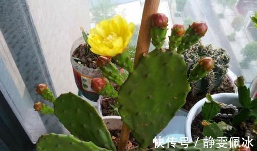 盆栽|刚刚接触养花,盆栽什么好?那就选此3款,成本低、观赏性高