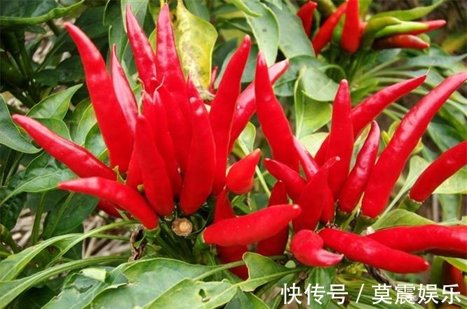 瘦身|好食物吃出好身体,3种食物离不开,改善皮肤,减肥瘦身