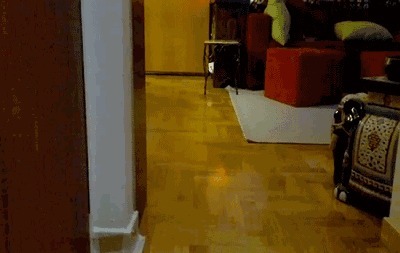 |搞笑GIF:好奇害死猫啊,而且还容易招打,哈哈哈