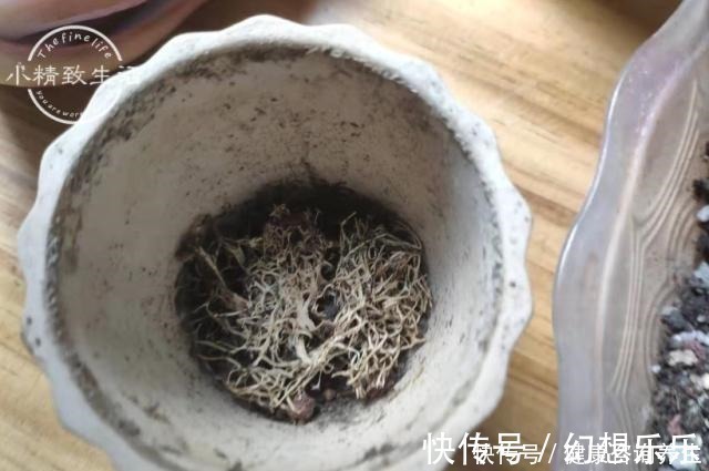 多肉上盆，2种东西垫盆底，不烂根不黑腐，安全零成本！