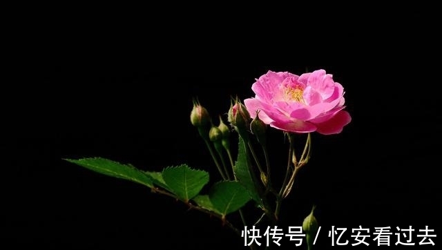 旧爱|2周内，花香仍在，爱意尚存，再见旧爱，不忘旧情，拥抱昔日恋人