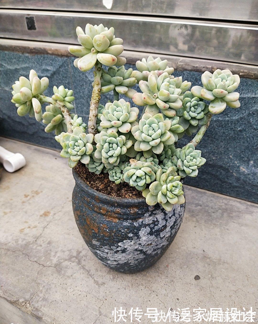 水雾|夏天温度高，不要给这“三多肉”喷水，否则易黑腐，直接化成水