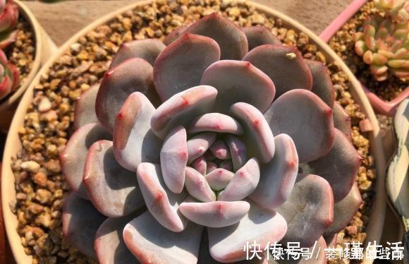 什么是“控养”？少浇水就是控养？大错特错，控养指的是整体