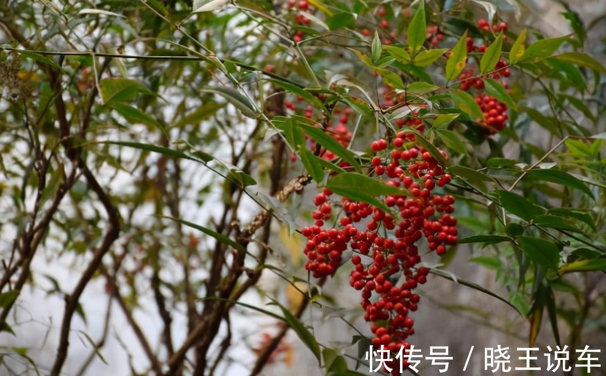 呼吸衰竭|7种野果虽诱人却有毒，千万不能乱吃，需牢记