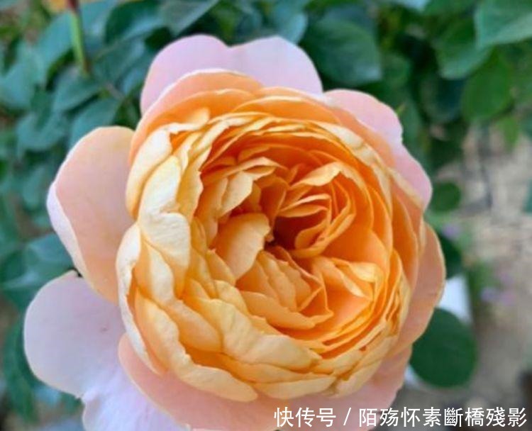 5种花花朵硕大，花期长，开花满枝头，越养越值钱，方法很简单