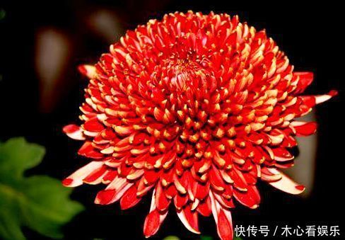 筒状花|喜欢菊花,就养盆“菊中精品”独本菊,色泽艳丽,美爆了